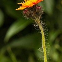 Orange Hawkweed, Fox and Cubs